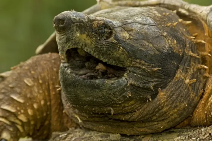 Framed Print : Alligator Snapping Turtle - Louisiana - USA Framed Print : Alligator Snapping Turtle - Louisiana - USA