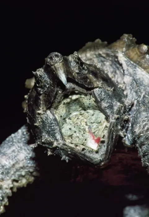 Framed Print : Alligator Snapping Turtle - with moth open showing lure Southwest U. S. A Framed Print : Alligator Snapping Turtle - with moth open showing lure Southwest U. S. A