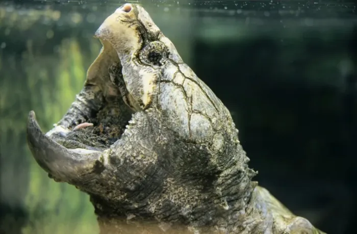 Framed Print : Alligator Snapping Turtle North America Framed Print : Alligator Snapping Turtle North America