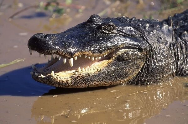 Alligator. USA