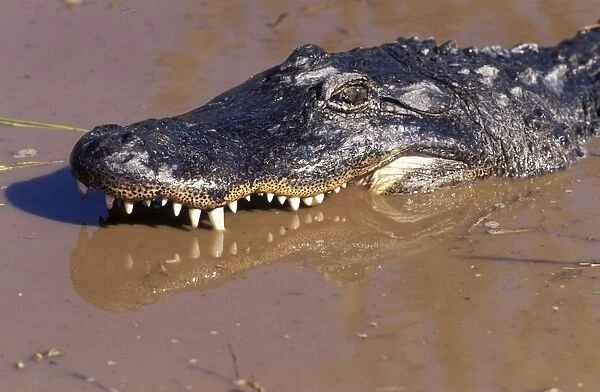 Alligator USA