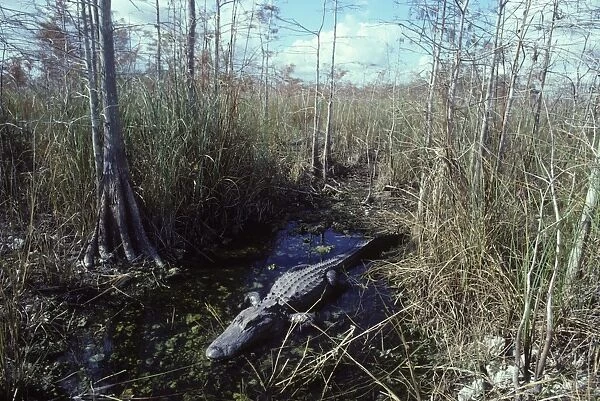 Alligator - in the water hole it maintains during the dry season. Dwarf Cypress forest, Everglades National Park, Florida, USA