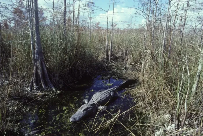 Framed Print : Alligator - in the water hole it maintains during the dry season. Dwarf Cypress forest, Everglades National Park, Florida, USA Framed Print : Alligator - in the water hole it maintains during the dry season. Dwarf Cypress forest, Everglades National Park, Florida, USA
