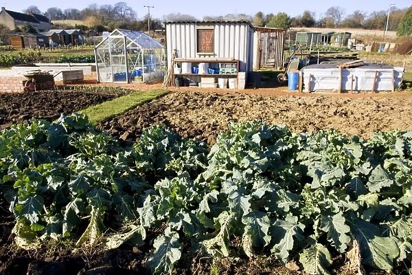 Allotment plots - with green vegetables sheds and compost heaps Chipping Campden Cotswolds UK