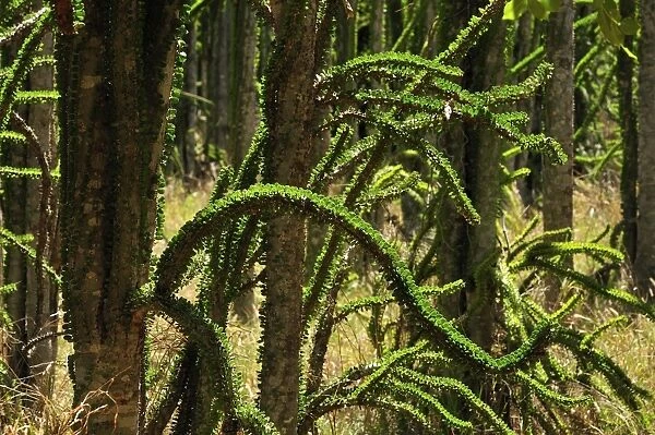 Alluaudia spiny plant - Spiny Forest - Berenty Private Reserve - Southern Madagascar