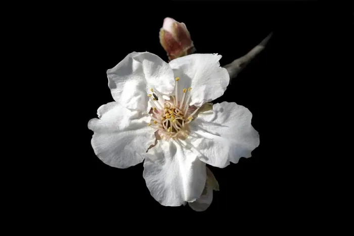 Framed Print : Almond flower. Provence - France Framed Print : Almond flower. Provence - France