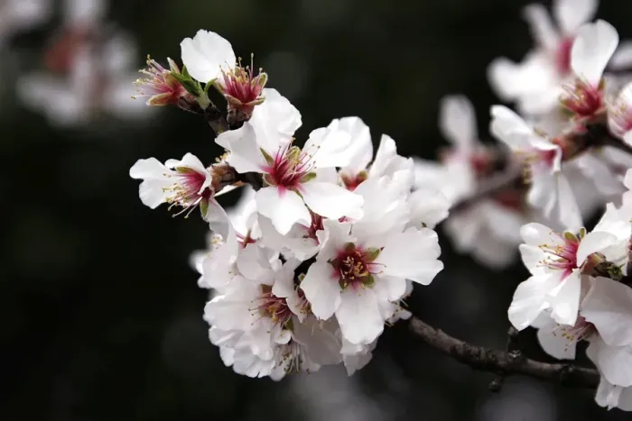 Framed Print : Almond flowers. Provence - France Framed Print : Almond flowers. Provence - France