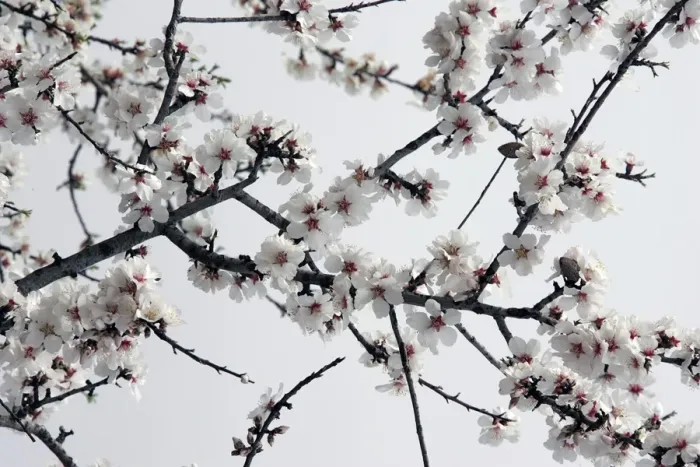 Framed Print : Almond flowers. Provence - France Framed Print : Almond flowers. Provence - France