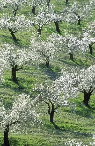 Almond Tree - Cultivation near the town of Alhama de Granada; in full blossom in February. Province of Granada, Andalucia, Spain