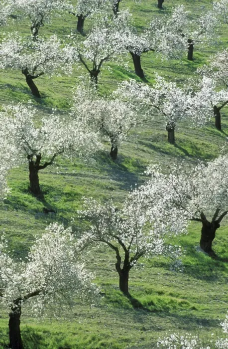 Framed Print : Almond Tree - Cultivation near the town of Alhama de Granada; in full blossom in February. Province of Granada, Andalucia, Spain