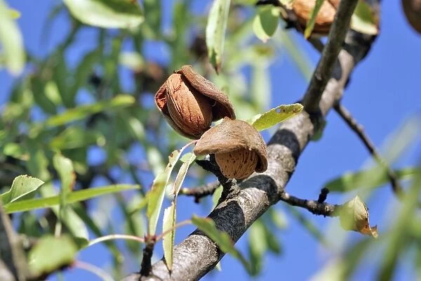 Almond tree & fruit. Provence - France