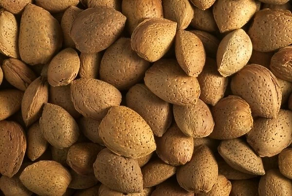 Almonds. LA-910. Almonds. Jean Michel Labat