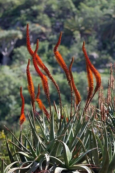 Aloe castanea - Botanical Gardens, Las Palmas, Gran Canaria - February. Clump-forming succulent perennial