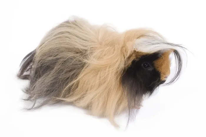 Framed Print : Alpaca Guinea Pig - in studio Framed Print : Alpaca Guinea Pig - in studio