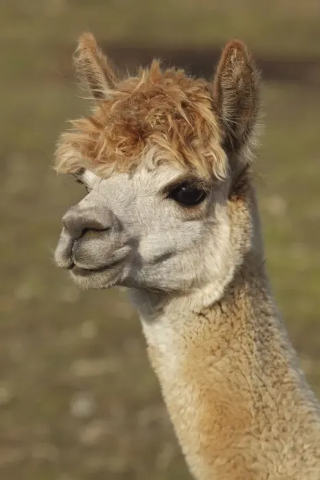 Framed Print : Alpaca - New York - USA Framed Print : Alpaca - New York - USA