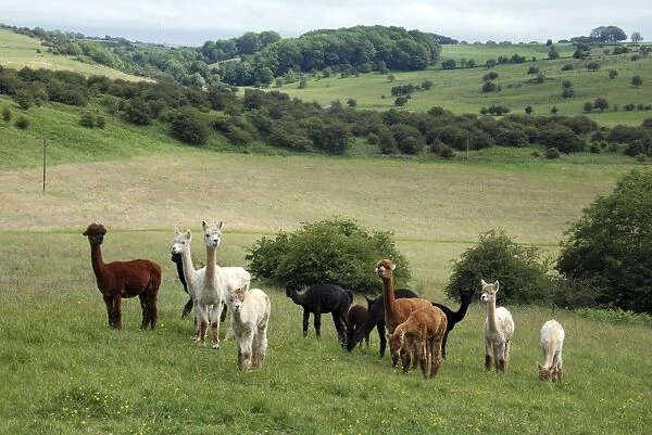 Alpacas on an English farm (Mendips, Somerset). Originally from Andes of Peru and Bolivia, now widespread in domestication
