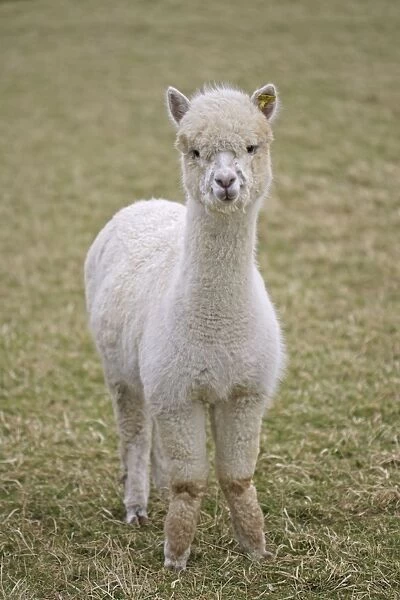 Alpacas - are native to Peru and have been domesticated for thousands of years; they have thick fleeces which produce valuable high quality wool or fibre which is used to make knitted or woven garments; Cotswolds UK