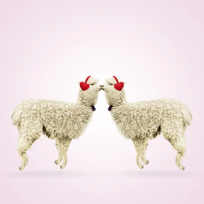 Framed Print : Two Alpacas wearing heart shaped ear-muffs Framed Print : Two Alpacas wearing heart shaped ear-muffs