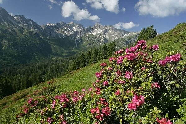 Alpenrose in full bloom at Fellhorn mountain with Kanzelwand mountain in background Oberstdorf, Allgeau, Bavaria, Germany