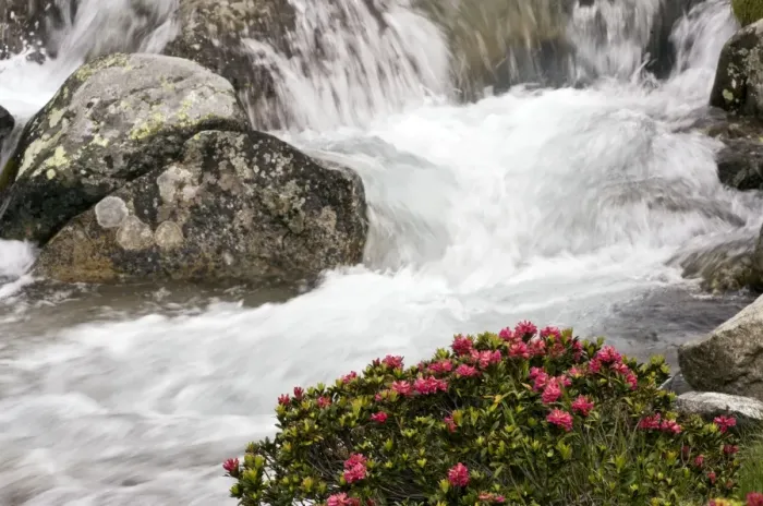 Framed Print : Alpenrose - in flower by an alpine stream - Engadin valley - Switzerland Framed Print : Alpenrose - in flower by an alpine stream - Engadin valley - Switzerland
