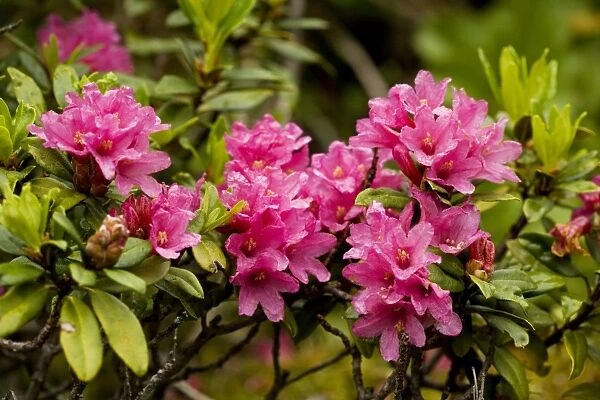 Alpenrose (Rhododendron ferrugineum) in the Pyrenees, Spain