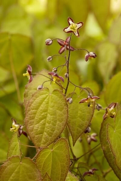 Alpine barrenwort (Epimedium alpinum). Alps, naturalised in UK