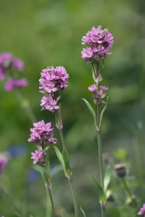 Framed Print : Alpine catchfly, Lychnis alpina = Viscaria. Very rare in UK Framed Print : Alpine catchfly, Lychnis alpina = Viscaria. Very rare in UK