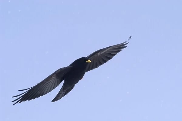 Alpine Chough, in falling snow Spanish Pyrenees, February