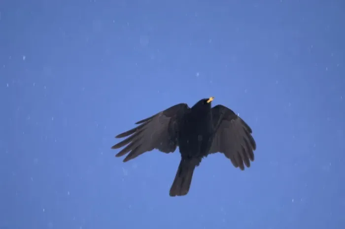 Framed Print : Alpine Chough, in falling snow Spanish Pyrenees, February Framed Print : Alpine Chough, in falling snow Spanish Pyrenees, February