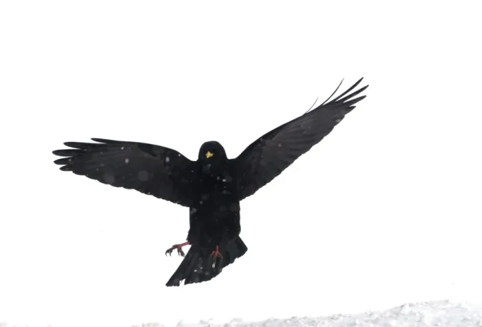 Framed Print : Alpine Chough, in falling snow Spanish Pyrenees, February Framed Print : Alpine Chough, in falling snow Spanish Pyrenees, February
