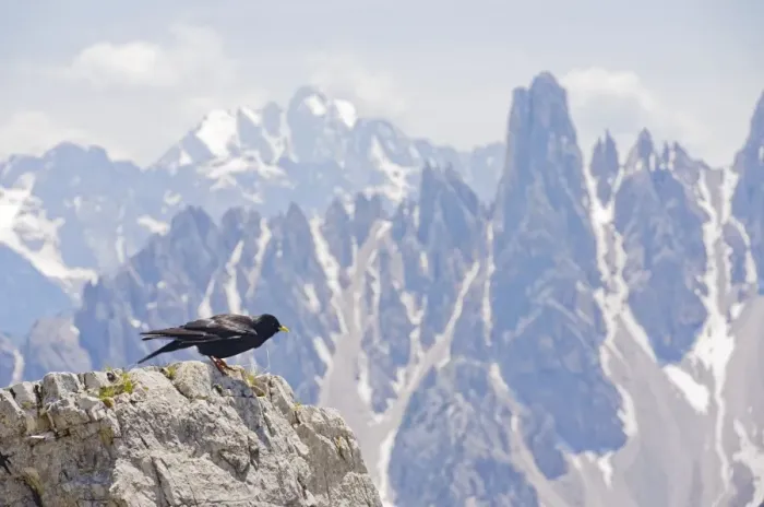 Framed Print : Alpine Chough - among high peaks in the Dolomites, Italy Framed Print : Alpine Chough - among high peaks in the Dolomites, Italy