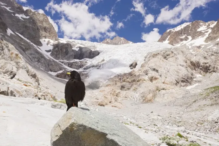 Framed Print : Alpine Chough  /  Yellow-billed Chough - on the glacier blanc, Ecrins National Park, French Alps, France
