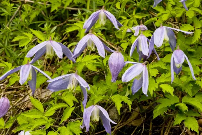 Framed Print : Alpine clematis (Clematis alpina) in flower, montane woodland, Slovenia Framed Print : Alpine clematis (Clematis alpina) in flower, montane woodland, Slovenia