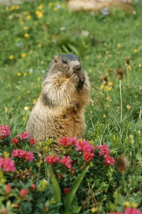 Framed Print : Alpine / European Marmot ED 655 Eating, in rhododendrons, Swiss Alps. Marmota marmota © Eric Dragesco / ARDEA LONDON Framed Print : Alpine / European Marmot ED 655 Eating, in rhododendrons, Swiss Alps. Marmota marmota © Eric Dragesco / ARDEA LONDON