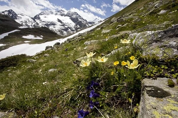 Alpine flowers - high above the Bernina Pass - Alpine Pasque flower - Trumpet Gentian etc - Upper Engadin - eastern Swiss Alps - Switzerland