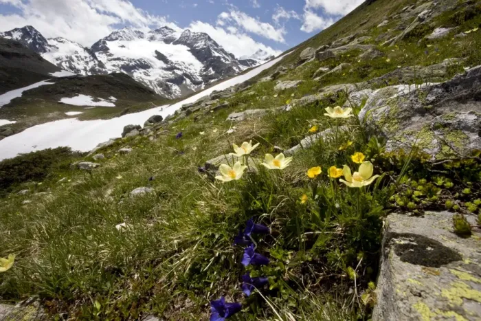 Framed Print : Alpine flowers - high above the Bernina Pass - Alpine Pasque flower - Trumpet Gentian etc - Upper Engadin - eastern Swiss Alps - Switzerland Framed Print : Alpine flowers - high above the Bernina Pass - Alpine Pasque flower - Trumpet Gentian etc - Upper Engadin - eastern Swiss Alps - Switzerland