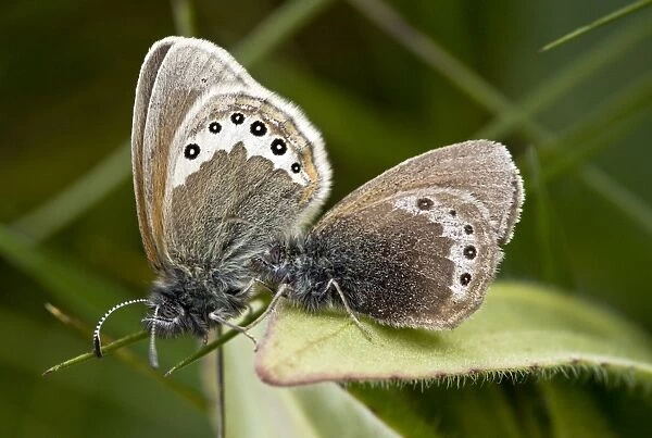 Alpine Heath butterfly - mating pair - in Swiss Alps