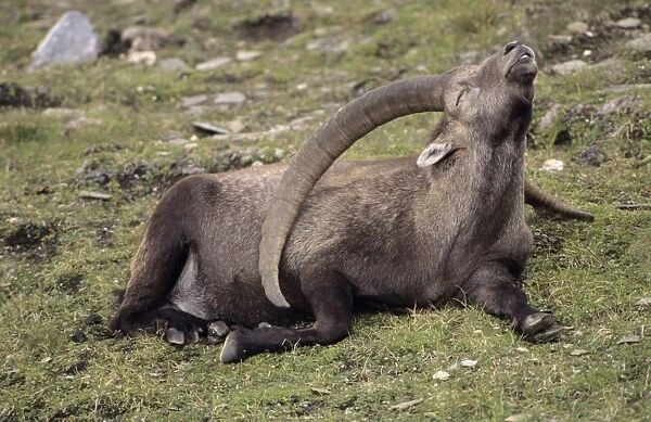 Alpine Ibex (Capa ibex) - Switzerland - Male - Confined to high mountains of the Alps (2000-3500 m) - Both sexes have horns although females are much smaller - Grazes on grasses and herbs of alpine and in forests browses on trees