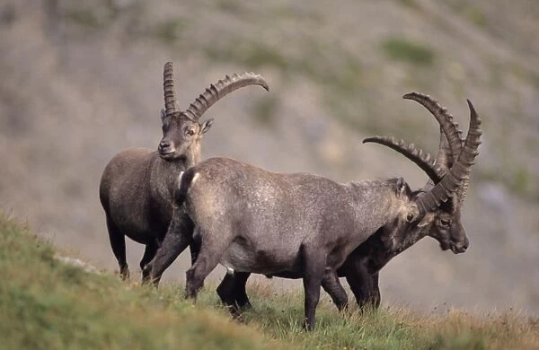 Alpine Ibex (Capa ibex) - Switzerland - Males fighting - Confined to high mountains of the Alps (2000-3500 m) - Both sexes have horns although females are much smaller - Grazes on grasses and herbs of alpine and in forests browses on trees