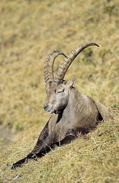 Alpine Ibex (Capra ibex) bull resting