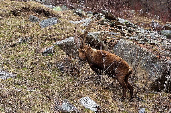 Alpine ibex (capra ibex), Valsavarenche, Gran Paradiso National Park, Aosta Valley, Italy. Date: 27-04-2019