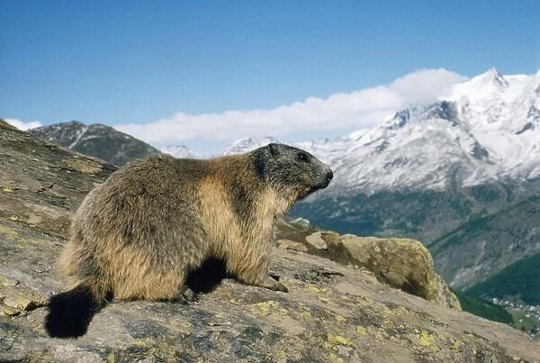 Alpine Marmot - 2400 m Swiss Alps