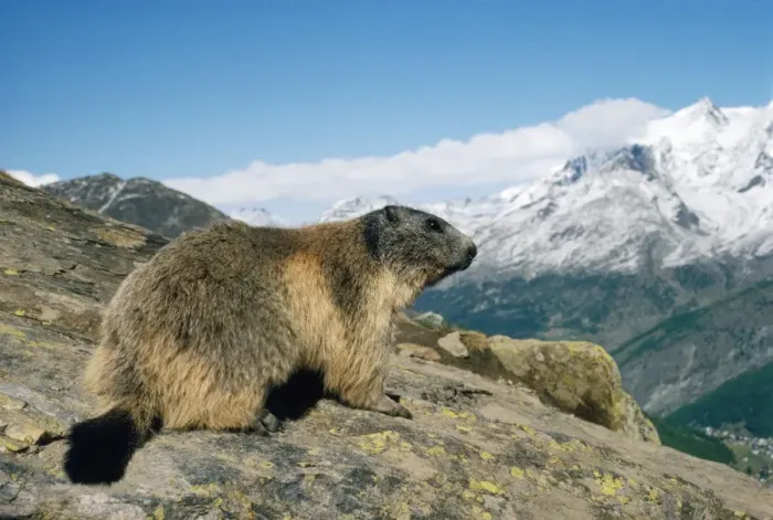 Framed Print : Alpine Marmot - 2400 m Swiss Alps Framed Print : Alpine Marmot - 2400 m Swiss Alps