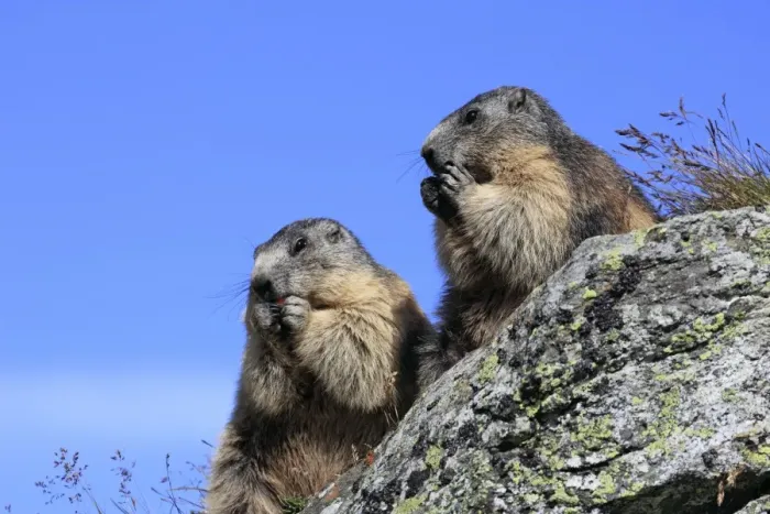 Framed Print : Alpine Marmot - two eating - Europe Framed Print : Alpine Marmot - two eating - Europe