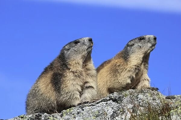Alpine Marmot - two together - Europe