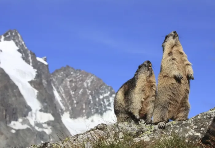 Framed Print : Alpine Marmot - two together - Europe