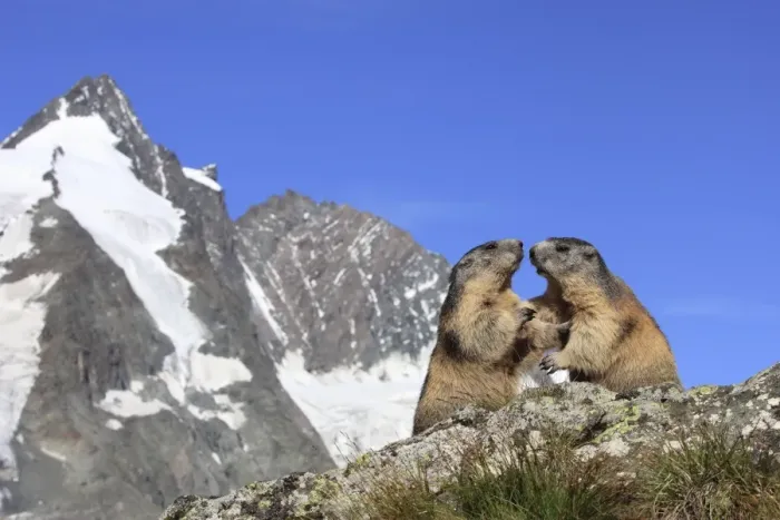 Framed Print : Alpine Marmot - two together - Europe Framed Print : Alpine Marmot - two together - Europe