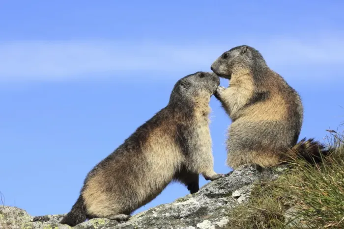 Framed Print : Alpine Marmot - two together - Europe Framed Print : Alpine Marmot - two together - Europe