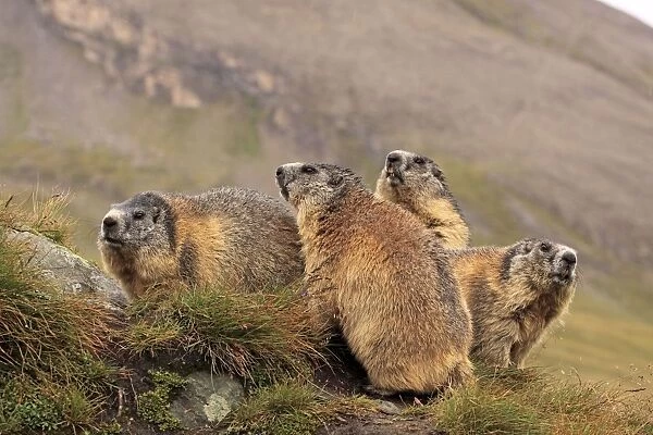 Alpine Marmot - group - Europe
