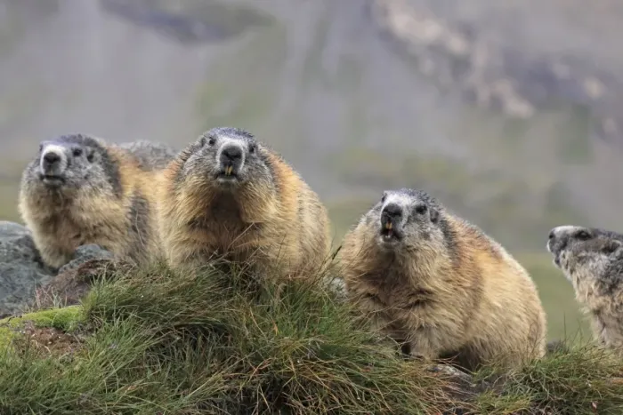 Framed Print : Alpine Marmot - group - Europe Framed Print : Alpine Marmot - group - Europe